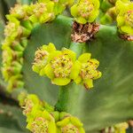 Euphorbia ingens Цвят