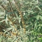 Vitex agnus-castusFruit