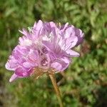 Armeria alpina Other