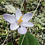 Crocus cambessedesii Blüte