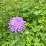 Knautia dipsacifoliaŽiedas