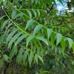 Zanthoxylum coco