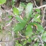 Quercus fusiformis Hoja