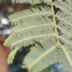 Vachellia seyal Folha