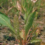 Viola lanceolata Habit