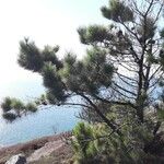 Pinus radiata Агульны выгляд