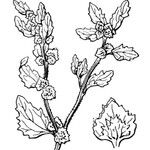 Atriplex rosea ᱮᱴᱟᱜ