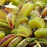 Dionaea muscipula List