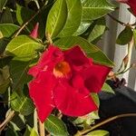 Mandevilla sanderi Flower