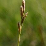 Danthonia decumbens Gyümölcs