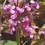Fedia graciliflora ফুল