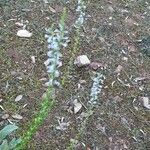 Anarrhinum bellidifolium Muu