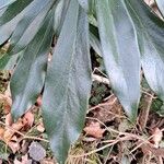 Daphne laureola Leaf