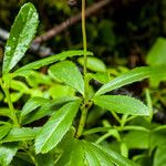 Chimaphila umbellata Φύλλο