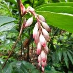 Alpinia zerumbetBloem