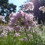 Allium senescens Habit