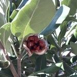 Pittosporum tobira Φρούτο