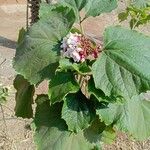 Clerodendrum chinense Blüte