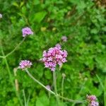 Verbena bonariensis花