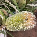 Banksia speciosa Floro