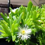 Mesembryanthemum nodiflorum Flor