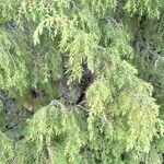 Juniperus cedrus 葉