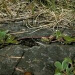 Fragaria chiloensis Bark