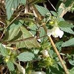 Galeopsis segetum Flower