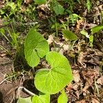 Asarum canadense Liść