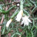 Rhipsalis cereuscula Flower