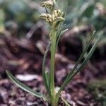 Chamorchis alpina Habitus