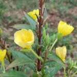 Oenothera parvifloraപുഷ്പം