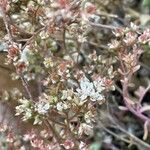 Sedum album Habitat