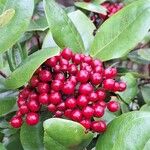 Psorospermum febrifugum Frucht