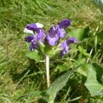 Prunella grandiflora Blomma