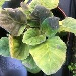 Sinningia speciosa Hoja