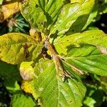 Sorbus chamaemespilus Folio