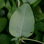 Vicia pisiformis Hoja