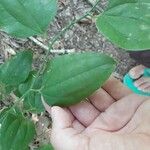 Smilax rotundifolia Leaf