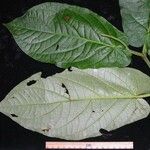 Piper pentagonum Leaf