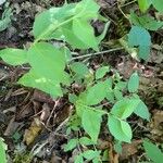 Euonymus americanus 葉