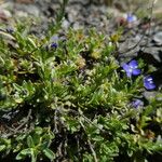 Veronica fruticans Foglia