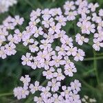 Achillea × roseoalbaBloem