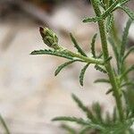 Crupina crupinastrum Écorce