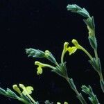 Macrosyringion longiflorum 花