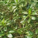 Rhizophora racemosa Лист