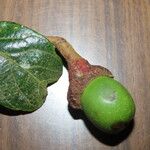 Ocotea pseudopalmana Fruit