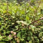 Persicaria chinensisFlower