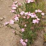 Centaurium littorale 花