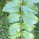 Coriaria ruscifolia Yaprak